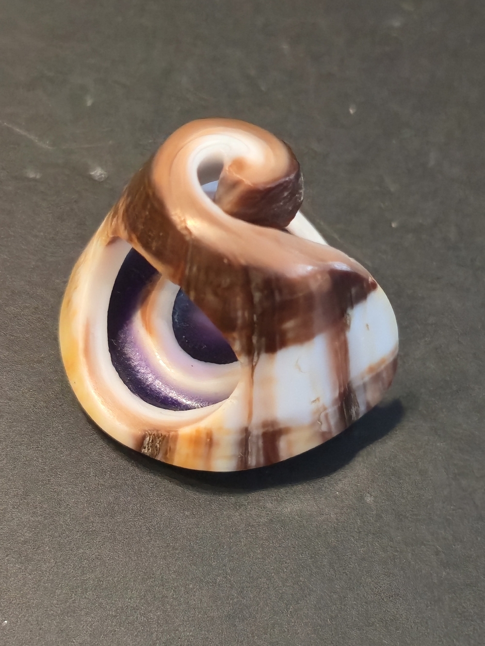 🐚 Y2k Purple Resin Spiral Seashell Statement Ring • 0.60 oz